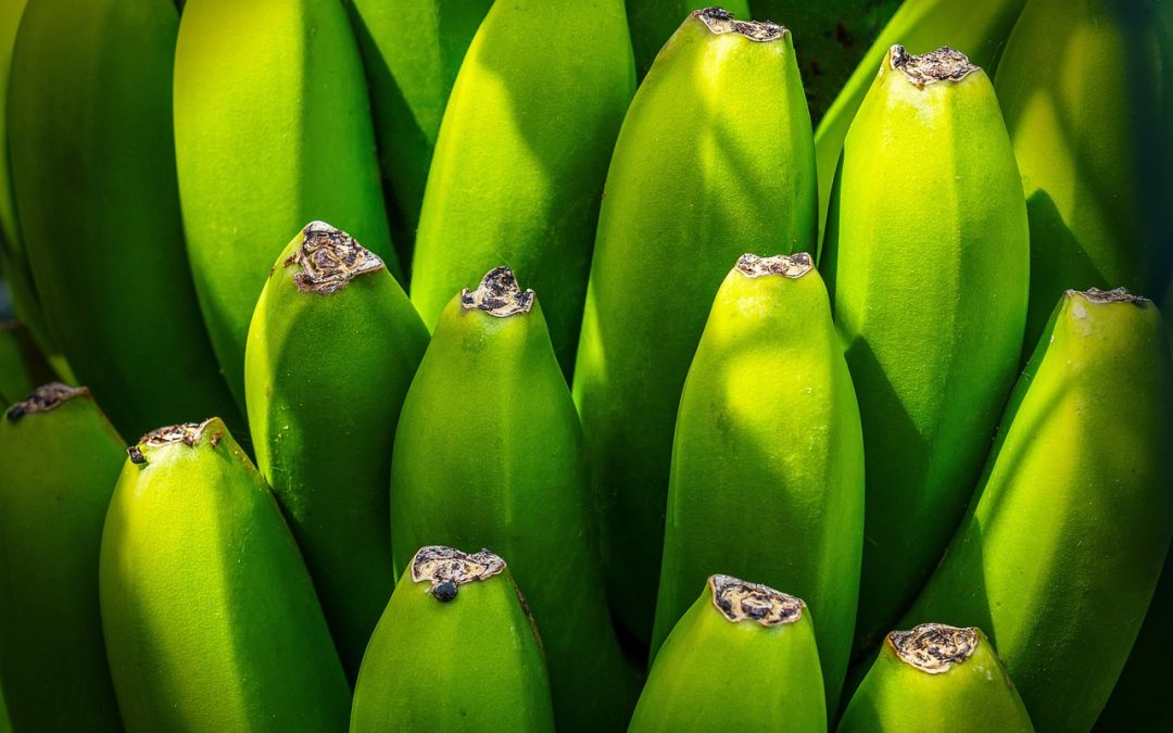 Impact of Covid-19 Recovery on Bea Cukai Minangkabau Activities in 2025